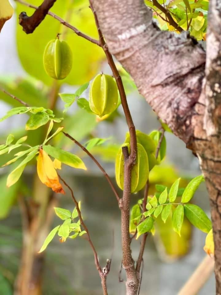 Golden Lotus Spa & Homestay Ap Thien Phuoc Esterno foto